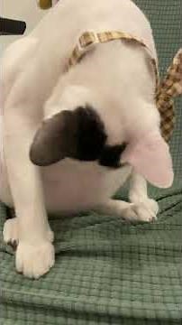 Tutorial: How to Tickle a Cat