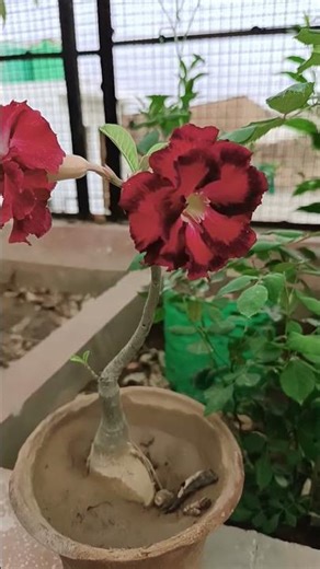 most hybrid variety of adenium 17/3/26