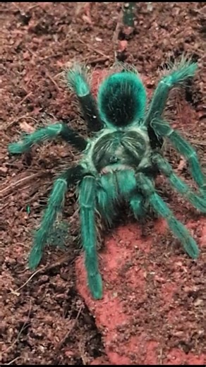 Tha Tarantula Hide on TikTok