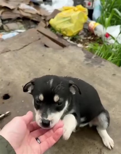 Meet this adorable homeless puppy at a dump near my house. #puppy | Dog Is My Life