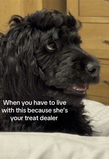 Living with a Cockapoo: Your Treat Dealer