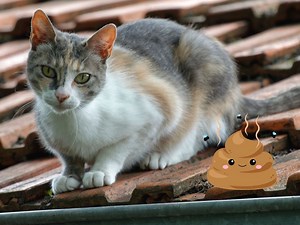 ¿Cómo ahuyentar los gatos de la azotea sin hacerles daño? 3 efectivos tips