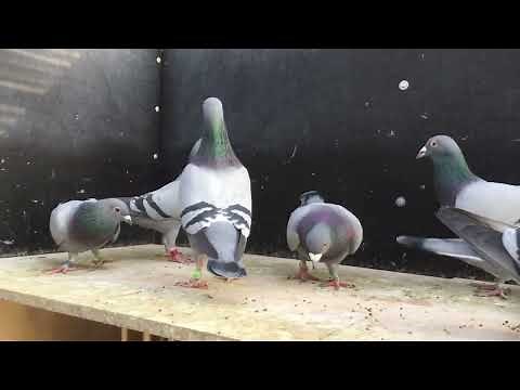 Brieftauben 20.01.2022 Hanf Fütterung