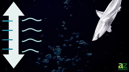 How Deep Can Great White Sharks Dive and What's Their Deep Sea Prey?