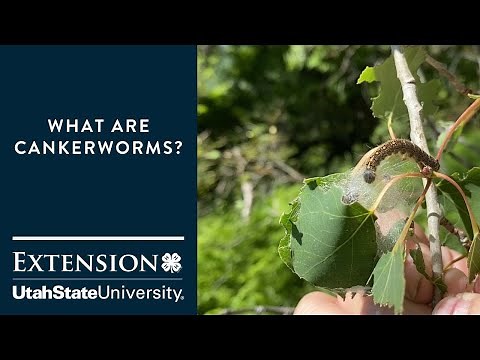 Cankerworms Attacking Trees