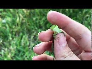 Don’t boop lizard snoot