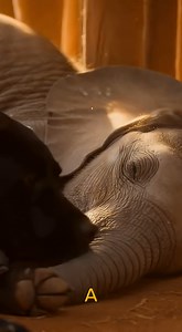 A blind baby elephant was dying in a Kenyan sanctuary, refusing all food and comfort… But a grieving dog with an impossible gift would change everything Tembo's breathing grew shallower by the hour. Dr. Mwangi stood at the enclosure, watching the three-week-old elephant curl tighter into himself. Five days without food. Eyes sealed shut by infection. No will to live. "We've tried everything," Sarah said quietly beside him. "He won't even respond to Shuja anymore." The matriarch elephant had been