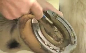 Examination And Procedures On The Equine Hoof Anatomy Of The Hoof
