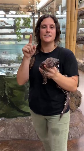 The Reptile Zoo on Instagram: "Our beaded lizard is shedding just in time for Halloween🙌🎃 He wants to look his spookiest this time of the year💀😅"
