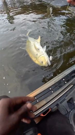 CEO | #HoodFishingEnt‼️ on Instagram: "Biggest Crevalle jack I’ve ever caught on a top water pencil popper had my drag screaming 🎥🔥🎣💯.. #hoodfishing #grabbaleaf #hoodfisherman #hoodfishingentertainment #hoodfishingent‼️"