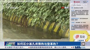 【#如何区分基孔肯雅热与登革热 ?】 [ How to differentiate Chikungunya from Dengue? ] 夏秋季节，蚊子不仅扰人清梦，还可能传播登革热和基孔肯雅热这两种疾病。如何区分 基孔肯雅热与登革热？另外，#在用药方面，#医生紧急提醒：#基孔肯雅热禁用阿司匹林！ 很多人把发烧伴关节痛简单归为“感冒”，却不知这可能是蚊媒疾病发出的紧急信号。#登革热与基孔肯雅热的症状看似相似，#却藏着关键差异。 #两者都由花斑蚊 (#白纹伊蚊/#埃及伊蚊) #叮咬传播，#但在症状表现、#潜在风险上各有特点。 中山大学附属第三医院感染性疾病科林炳亮主任、张晓红副主任指出，无论不慎中招“两热”中的哪一种，体温超过39°C时均需积极降温，但要禁用阿司匹林，这种药物可能诱发登革热出血、加重基孔肯雅热关节损伤，建议优先选择对乙酰氨基酚。 In summer and autumn, mosquitoes not only disturb people's sleep, but also spread dengue fever and chikungunya fever. How t