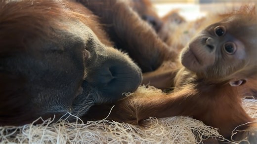 685K views · 32K reactions | Little Edi wide eyed and awake for the camera. ❣ Zoo Babies presented by Primrose Schools.  Keeper Olivia Claffey #orangutans #babyanimals #indyzoo #endangeredspecies #cutenessoverload | Indianapolis Zoo | Facebook