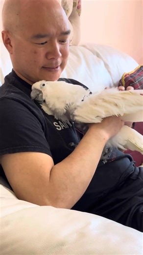 🐦❤️ There's nothing like the bond between Chris and Sara, our adorable umbrella cockatoo. During our last visit to Granny’s, Sara found pure joy cuddling with Chris on the big comfy couch near her temporary cage. Their sweet connection is always heartwarming to watch, especially in a setting she loves so much. Sara is already looking forward to our next visit for more cozy moments together! How do your pets bond with your loved ones? Share your stories with us! #CockatooCuddles #HeartwarmingPet