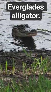 Everglade alligator#shorts