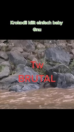 Krokodil vs Gnu #universum #tierdokumentation #tierwissen #tiere #brutal #safari #tw #aligator #orf #triggerwarning #kenia #krocodile