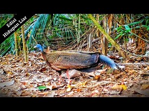 Menjejaki laman burung Kuang Raya, yang kini diancam kepupusan.