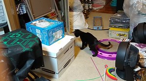 Watch Your kitten will love this on Amazon Live