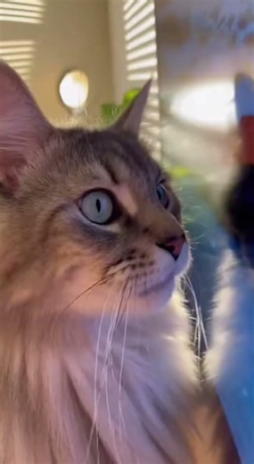 Why cats shouldn’t watch cooking shows! 🙈 #MaineCoon #CatWatchingTV #CatShorts #FunnyPets #Shorts