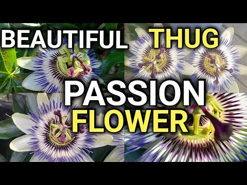 Passion Flower: The Beautiful Thug of the Garden