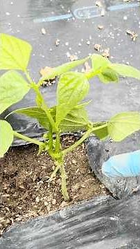 Simply removing these sprouts increases the harvest yield: [Training method for bush beans] #short