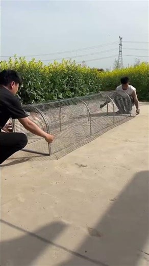 🐔 Ultimate Tunnel Chicken Cage Run Setup 🌱🔥 #birds #chicken #shorts