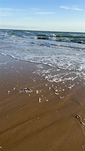 1.4K views | Whelk shell hunting - Assateague Island Va OSV 3/7/25 . #shell #shellsofinstagram #seashells #seashellsofinstagram #beachvibes #beachcombing #beachcombingfinds #shellcollection #shellcollector #cool #whelk #yeahsciencebeach #calming #relax #relaxing #shells #beach #shelling #esva | Acid Whelk | Facebook