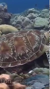 11 HOURS Stunning 4K Underwater footage Music ｜ Nature Relaxation™ Rare & Colorful Sea Life Video-011 Part 393