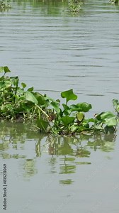 Water hyacinth Eichornia crassipes is type of floating aquatic plant. Water hyacinth grows in shallow ponds, wet soils and swamps, slow flowing water, lakes, and rivers.