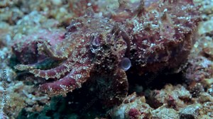 Funny bright cuttlefish Metasepia pfefferi is known as a toxic cephalopod, has different names, such as painted, bright or fiery cuttlefish, is one of most amazing mollusks of underwater world.