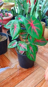 12K views · 47 reactions | 20 days ago, this caladium plant was just a tiny seedling in a grow bag. Now, it's a thriving beauty in a pot! Here's how you can transplant your own caladium plant. | Flower lovers | Facebook