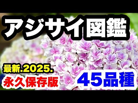 ◆4K 【アジサイ図鑑2025】最新品種も続々登場！