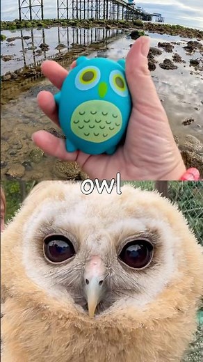 Learn Animal Names at the Rock Pool for Kids: Bear Duck Owl Hamster Gorilla