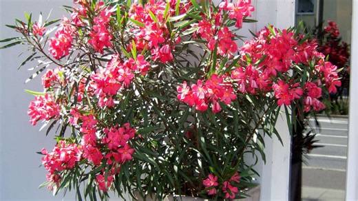 So gießen Sie Oleander im Winter richtig, damit er im Jahr 2026 kräftig blüht