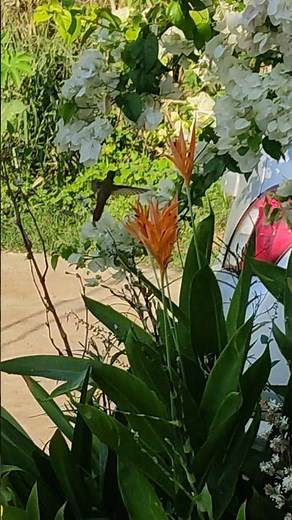 colibrí alimentandose_ humminhbird feeding