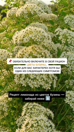 Бузина. ПОЛЕЗНЫЙ РЕЦЕПТ ❗️