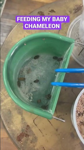 Feeding my baby chameleon