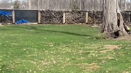 Wind cracks and topples huge tree in Indianapolis backyard