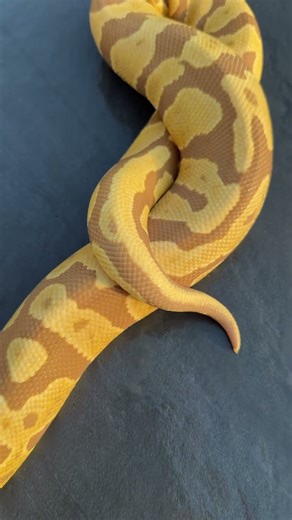 Acid ultramel, our main breeder for the year 🙌 #ballpython #snakes #reptiles