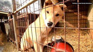 TONIGHT AT 6: We go inside a South Korean dog meat farm as rescuers from Humane Society International free about 200 animals from deplorable conditions. A few dogs are now up for adoption at Underdog Pet Rescue of Wisconsin, Inc. in Madison. More information: https://bit.ly/2ScTTr7 | WMTV 15 News