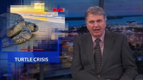 Cold-stunned sea turtles fill Florida rehabilitation centers