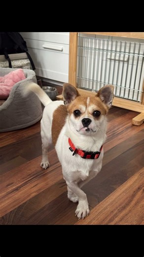 Boo Update