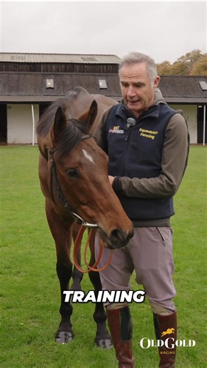 It's time for you to formally meet Answer That! An exciting four-year old gelding, who's already placed in a bumper in Ireland, and raced at the Punchestown Festival. Trained by Chris Gordon, reserve your shares through the link below for our latest horse with Plumpton Races https://oldgoldracing.com/horses/plumpton-racecourse | Old Gold Racing