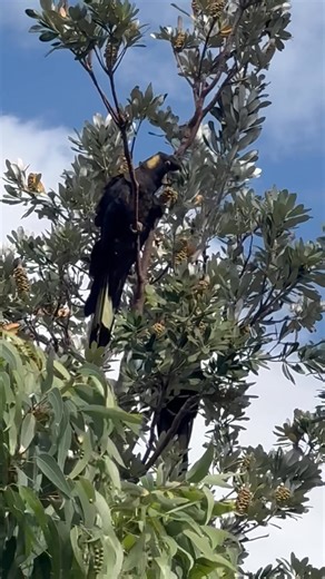 Graham Wilson on Reels