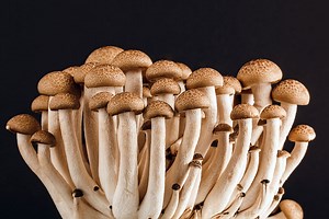 There's a deadly fungus among us—and it's spreading