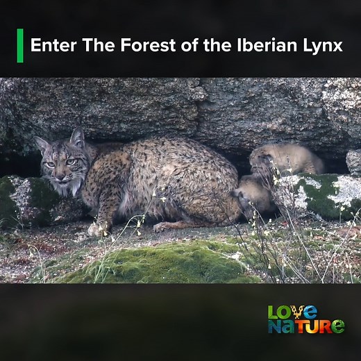 1.9M views · 29K reactions | This captivating film explores the Dehesa, a unique grassland ecosystem on the Iberian Peninsula known for its remarkable biodiversity. Characterized by scattered holm oaks, cork trees, and gall oaks, the Dehesa serves as a battleground where large herbivores roam, while elusive Iberian lynxes and powerful eagles hunt. #lynx #documentary #wildlife | Love Nature | Facebook