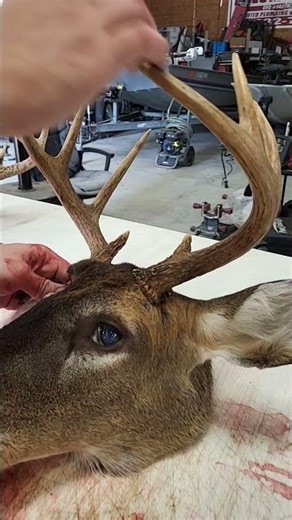 Making a european skull mount