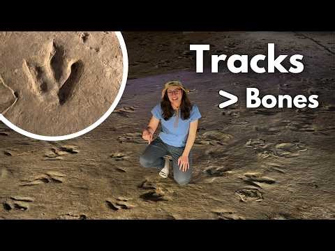 What Dinosaur Tracks Can Tell Us (That Bones Can’t!)