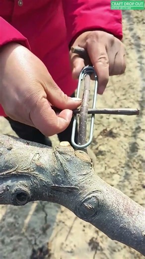 🌿🔩 Branch Support Clip for Tree Training