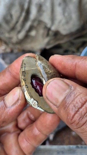 You won't believe what I found in this fossil shell. #gemstone #curving #jade #fosil #jewelry #gemstone #gems #amethyst #mineral #agatecollector #agate #art #fblifestyle | Supra Afrianto