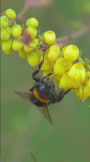 Bumblebee Takeoff in Slow Motion 🐝🌼 #nature #macro #wildlife
